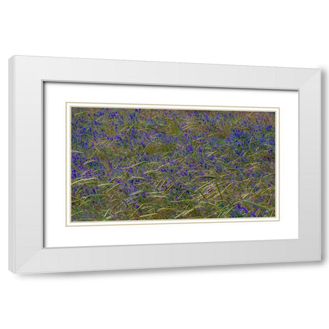 USA-Washington State-Benge Purple vetch in field White Modern Wood Framed Art Print with Double Matting by Gulin, Sylvia
