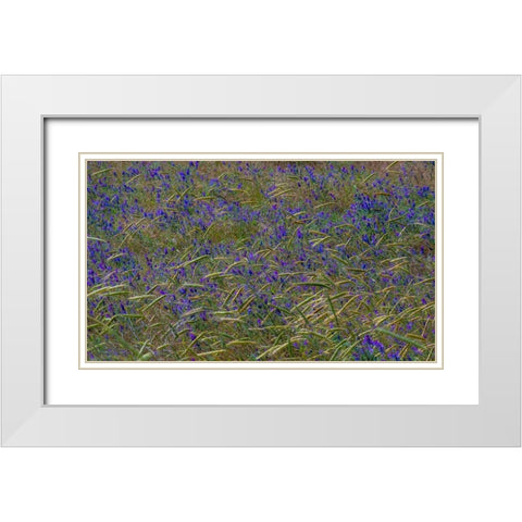 USA-Washington State-Benge Purple vetch in field White Modern Wood Framed Art Print with Double Matting by Gulin, Sylvia