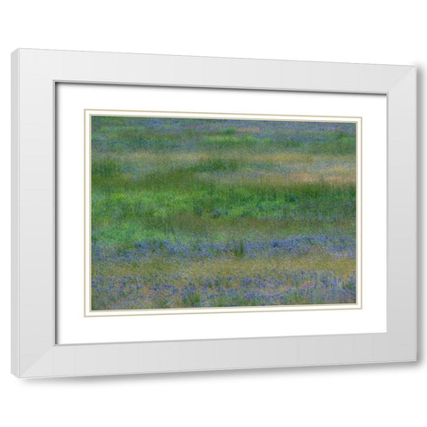 USA-Washington State-Benge Purple vetch in field White Modern Wood Framed Art Print with Double Matting by Gulin, Sylvia