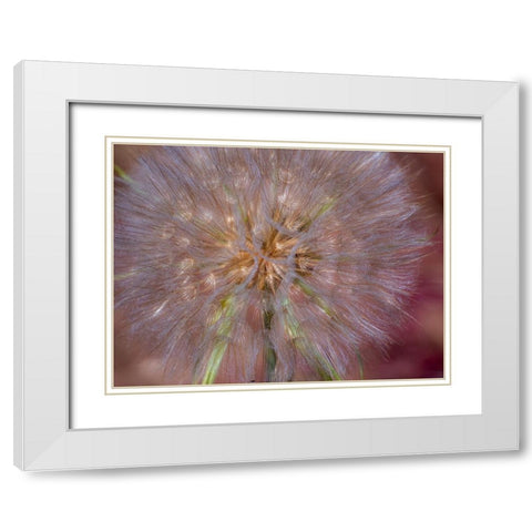 USA-Washington State-Eastern Washington fluffy seed head of Salsify dandelion White Modern Wood Framed Art Print with Double Matting by Gulin, Sylvia