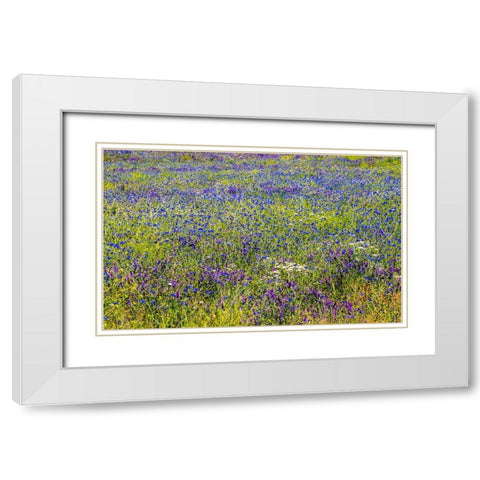 USA-Washington State-Palouse and field of blue bachelor buttons flowering White Modern Wood Framed Art Print with Double Matting by Gulin, Sylvia