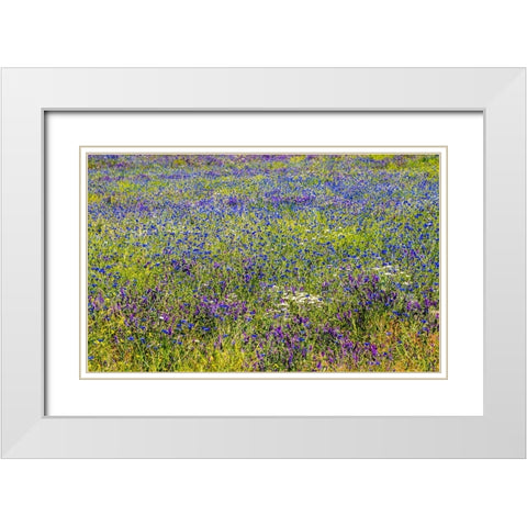 USA-Washington State-Palouse and field of blue bachelor buttons flowering White Modern Wood Framed Art Print with Double Matting by Gulin, Sylvia