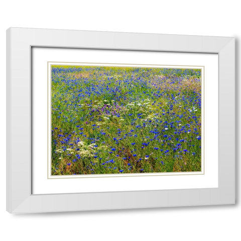 USA-Washington State-Palouse and field of blue bachelor buttons flowering White Modern Wood Framed Art Print with Double Matting by Gulin, Sylvia
