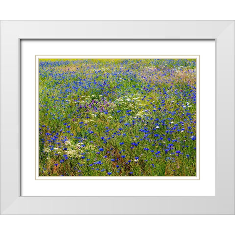 USA-Washington State-Palouse and field of blue bachelor buttons flowering White Modern Wood Framed Art Print with Double Matting by Gulin, Sylvia
