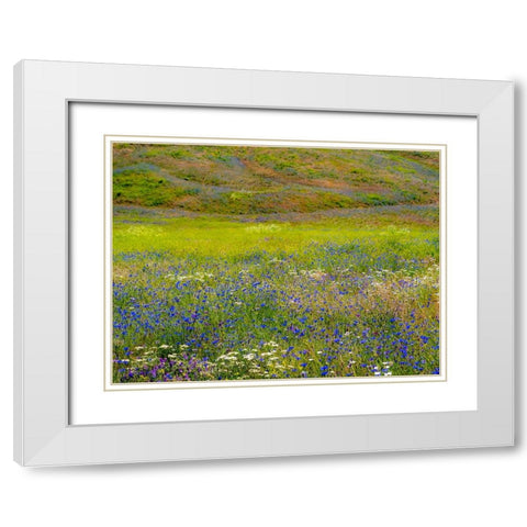 USA-Washington State-Palouse and field of blue bachelor buttons flowering White Modern Wood Framed Art Print with Double Matting by Gulin, Sylvia