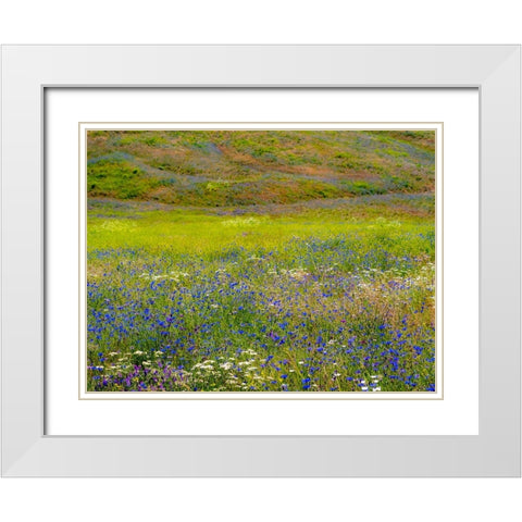 USA-Washington State-Palouse and field of blue bachelor buttons flowering White Modern Wood Framed Art Print with Double Matting by Gulin, Sylvia