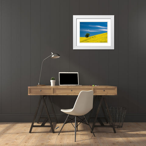 USA-Washington State-Palouse canola field with lone tree near Colfax White Modern Wood Framed Art Print with Double Matting by Gulin, Sylvia