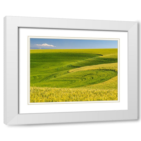 USA-Washington State-Palouse canola field with near Colfax White Modern Wood Framed Art Print with Double Matting by Gulin, Sylvia