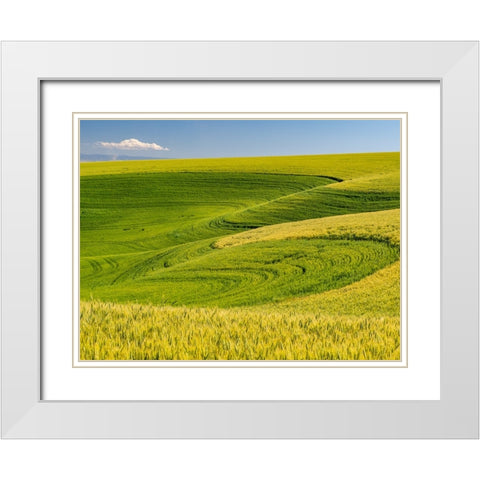 USA-Washington State-Palouse canola field with near Colfax White Modern Wood Framed Art Print with Double Matting by Gulin, Sylvia