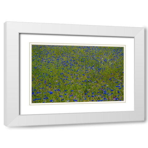 USA-Washington State-Palouse and field of blue bachelor buttons flowering White Modern Wood Framed Art Print with Double Matting by Gulin, Sylvia