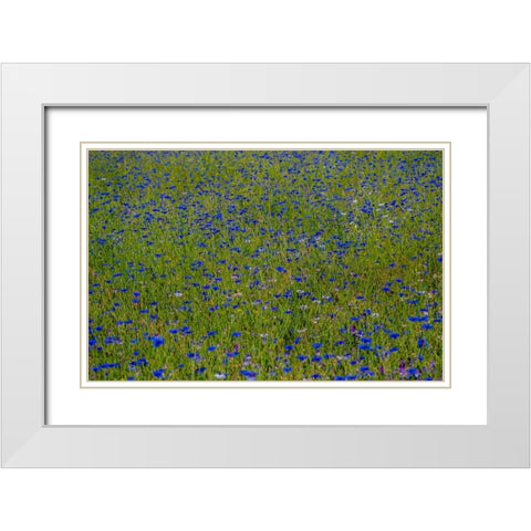 USA-Washington State-Palouse and field of blue bachelor buttons flowering White Modern Wood Framed Art Print with Double Matting by Gulin, Sylvia