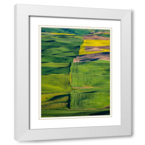 USA-Washington State-Palouse and Steptoe Butte State Park view of Wheat and Canola White Modern Wood Framed Art Print with Double Matting by Gulin, Sylvia