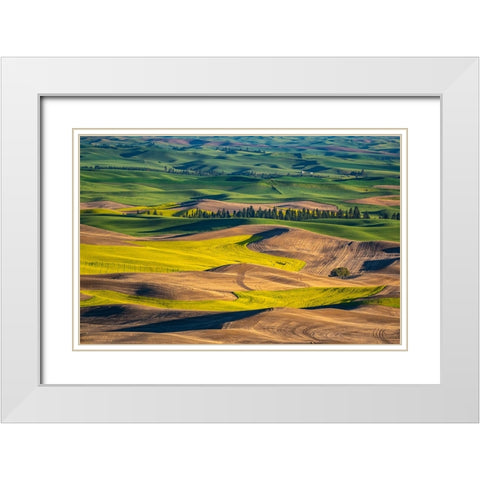 USA-Washington State-Palouse and Steptoe Butte State Park view of Wheat and Canola White Modern Wood Framed Art Print with Double Matting by Gulin, Sylvia