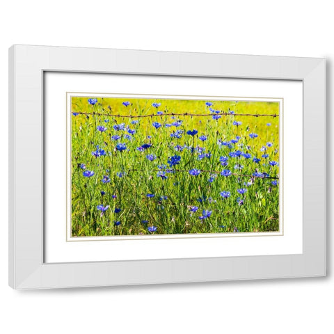 USA-Washington State-Palouse and field of blue bachelor buttons flowering White Modern Wood Framed Art Print with Double Matting by Gulin, Sylvia
