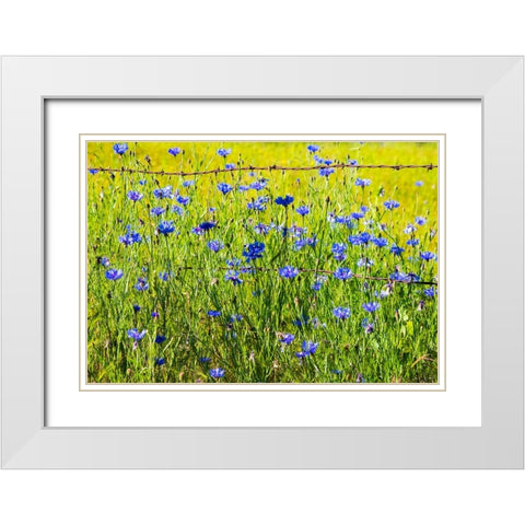 USA-Washington State-Palouse and field of blue bachelor buttons flowering White Modern Wood Framed Art Print with Double Matting by Gulin, Sylvia