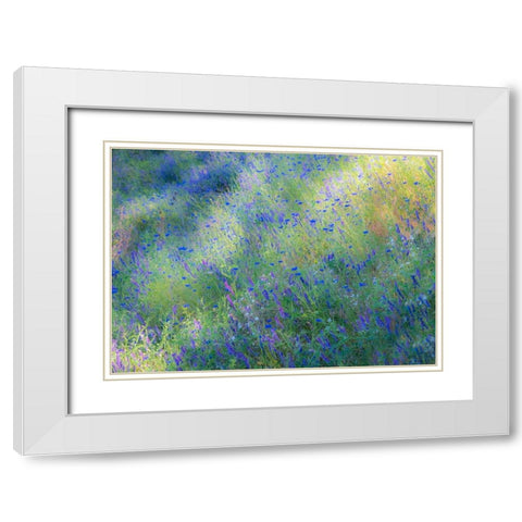 USA-Washington State-Palouse and field of blue bachelor buttons flowering White Modern Wood Framed Art Print with Double Matting by Gulin, Sylvia