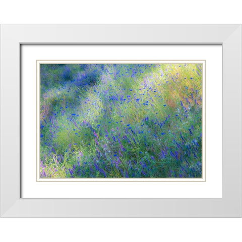 USA-Washington State-Palouse and field of blue bachelor buttons flowering White Modern Wood Framed Art Print with Double Matting by Gulin, Sylvia