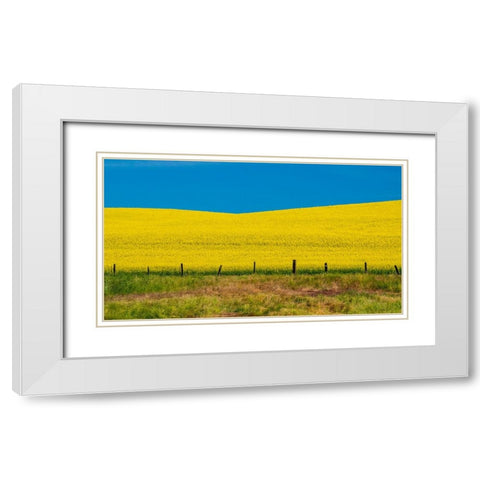 USA-Washington State-Palouse and springtime crop of Canola White Modern Wood Framed Art Print with Double Matting by Gulin, Sylvia