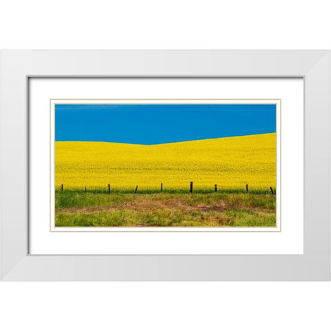 USA-Washington State-Palouse and springtime crop of Canola White Modern Wood Framed Art Print with Double Matting by Gulin, Sylvia