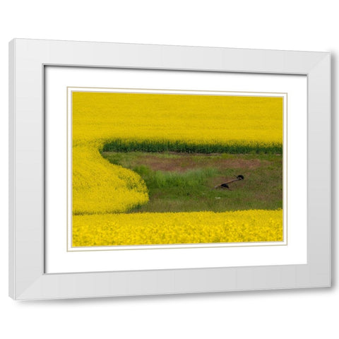 USA-Washington State-Palouse and springtime crop of Canola White Modern Wood Framed Art Print with Double Matting by Gulin, Sylvia