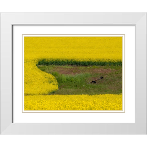 USA-Washington State-Palouse and springtime crop of Canola White Modern Wood Framed Art Print with Double Matting by Gulin, Sylvia