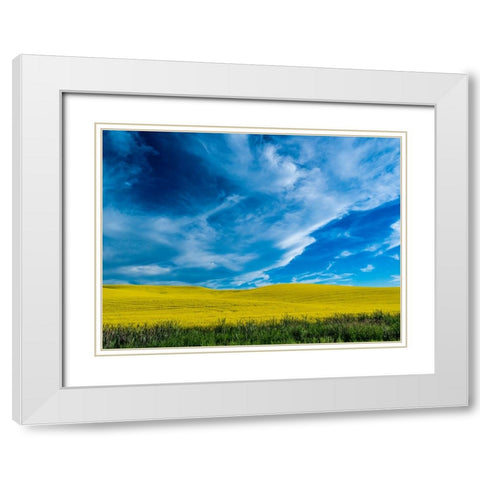 USA-Washington State-Palouse and springtime crop of Canola White Modern Wood Framed Art Print with Double Matting by Gulin, Sylvia