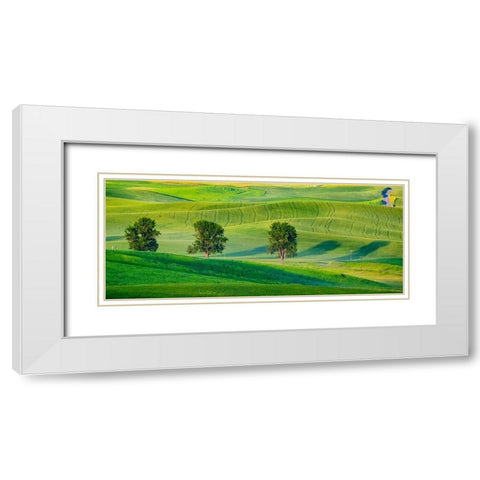 USA-Washington State-Palouse with three cottonwoods in field of green Winter Wheat White Modern Wood Framed Art Print with Double Matting by Gulin, Sylvia