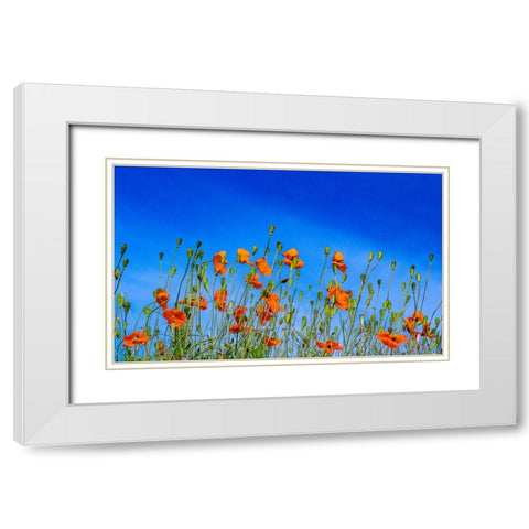USA-Washington State-Palouse and field of red poppies White Modern Wood Framed Art Print with Double Matting by Gulin, Sylvia