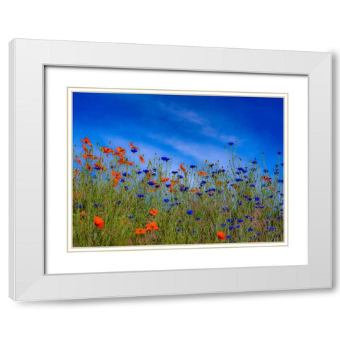 USA-Washington State-Palouse springtime with red poppies and bachelor buttons White Modern Wood Framed Art Print with Double Matting by Gulin, Sylvia