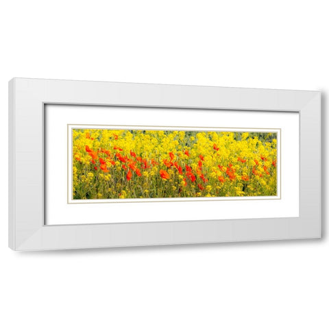 USA-Washington State-Palouse red poppies and yellow canola White Modern Wood Framed Art Print with Double Matting by Gulin, Sylvia
