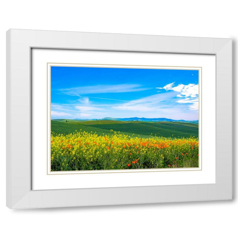 USA-Washington State-Palouse red poppies and yellow canola with landscape of wheat fields White Modern Wood Framed Art Print with Double Matting by Gulin, Sylvia