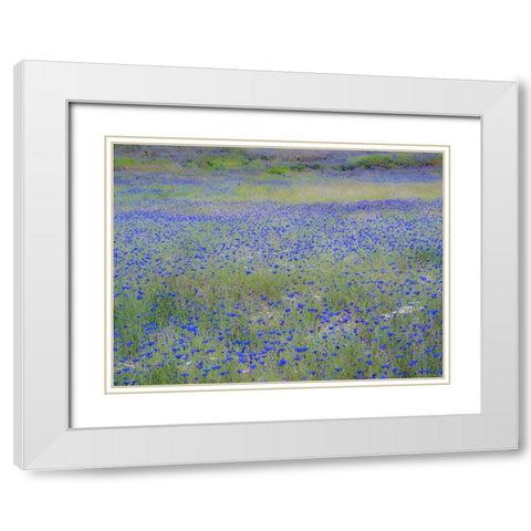 USA-Washington State-Palouse blue bachelor buttons in large field near Winona White Modern Wood Framed Art Print with Double Matting by Gulin, Sylvia