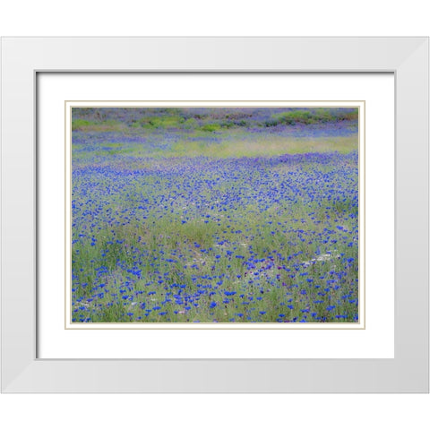 USA-Washington State-Palouse blue bachelor buttons in large field near Winona White Modern Wood Framed Art Print with Double Matting by Gulin, Sylvia