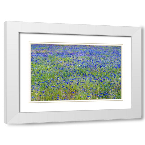 USA-Washington State-Palouse blue bachelor buttons in large field near Winona White Modern Wood Framed Art Print with Double Matting by Gulin, Sylvia
