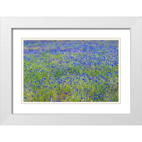 USA-Washington State-Palouse blue bachelor buttons in large field near Winona White Modern Wood Framed Art Print with Double Matting by Gulin, Sylvia