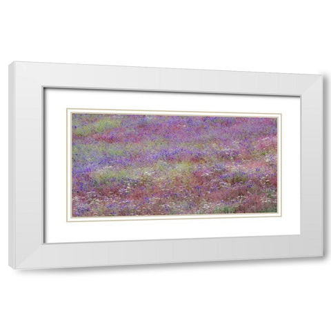 USA-Washington State-Palouse vetch growing along road near Winona White Modern Wood Framed Art Print with Double Matting by Gulin, Sylvia