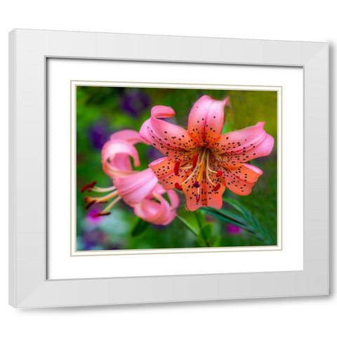 USA-Washington State-Pacific Northwest Sammamish Orange Tiger Lily close up White Modern Wood Framed Art Print with Double Matting by Gulin, Sylvia