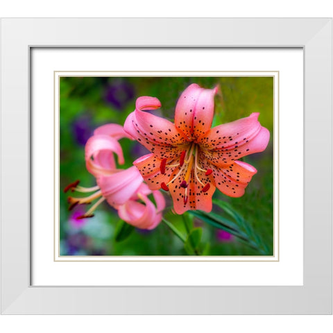 USA-Washington State-Pacific Northwest Sammamish Orange Tiger Lily close up White Modern Wood Framed Art Print with Double Matting by Gulin, Sylvia