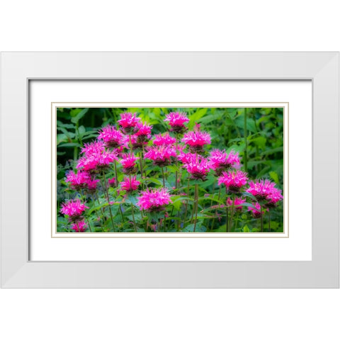 USA-Washington State-Sammamish and our garden with pink Bee Balm White Modern Wood Framed Art Print with Double Matting by Gulin, Sylvia