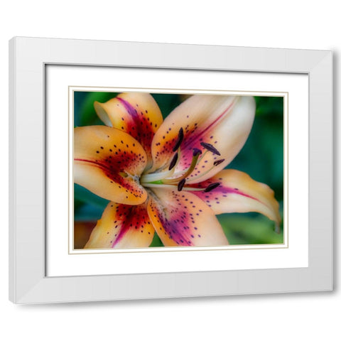 USA-Washington State-Pacific Northwest Sammamish Asiatic Lily close up White Modern Wood Framed Art Print with Double Matting by Gulin, Sylvia