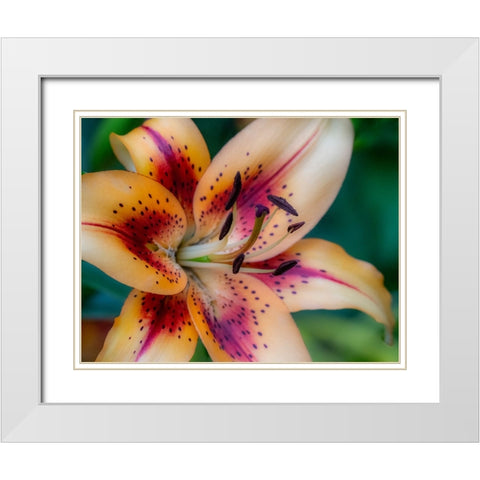 USA-Washington State-Pacific Northwest Sammamish Asiatic Lily close up White Modern Wood Framed Art Print with Double Matting by Gulin, Sylvia