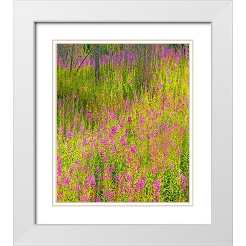 USA-Washington State-burnt forest and fire weed along Lake Cle Elum Washington Cascades White Modern Wood Framed Art Print with Double Matting by Gulin, Sylvia