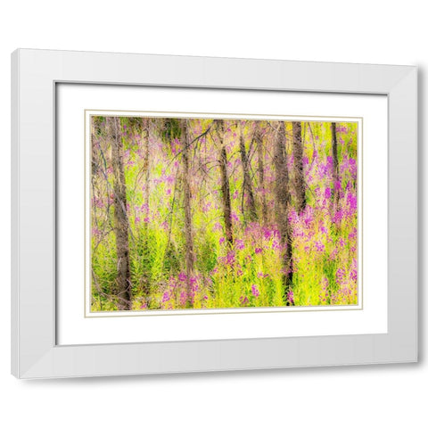 USA-Washington State-burnt forest and fire weed along Lake Cle Elum Washington Cascades White Modern Wood Framed Art Print with Double Matting by Gulin, Sylvia