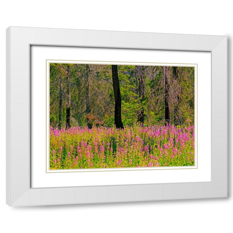 USA-Washington State-burnt forest and fire weed along Lake Cle Elum Washington Cascades White Modern Wood Framed Art Print with Double Matting by Gulin, Sylvia