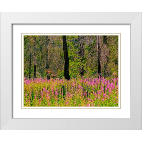 USA-Washington State-burnt forest and fire weed along Lake Cle Elum Washington Cascades White Modern Wood Framed Art Print with Double Matting by Gulin, Sylvia