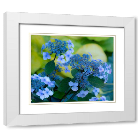 USA-Washington State-Pacific Northwest-Sammamish blue Hydrangea in our garden White Modern Wood Framed Art Print with Double Matting by Gulin, Sylvia
