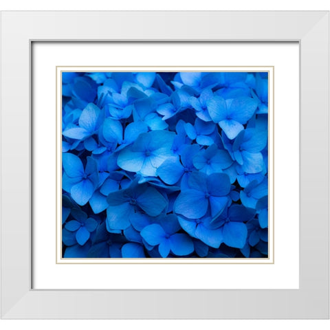 USA-Washington State-Pacific Northwest-Sammamish blue Hydrangea in our garden White Modern Wood Framed Art Print with Double Matting by Gulin, Sylvia