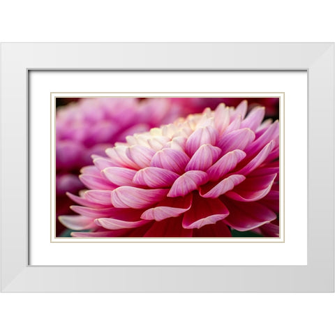 USA-Washington State-Pacific Northwest Sammamish Dahlia flowers in bloom White Modern Wood Framed Art Print with Double Matting by Gulin, Sylvia