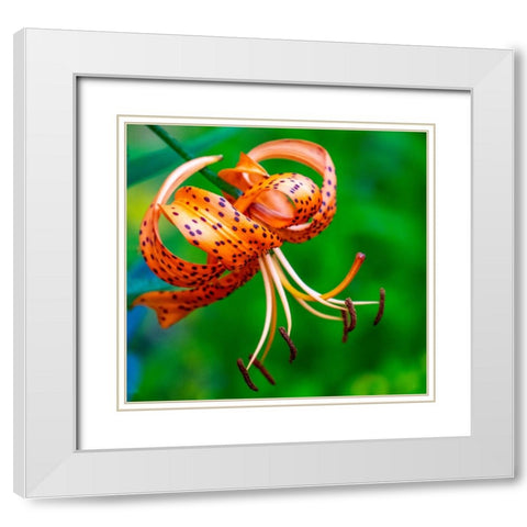 USA-Washington State-Pacific Northwest Sammamish Orange Tiger Lily close up White Modern Wood Framed Art Print with Double Matting by Gulin, Sylvia