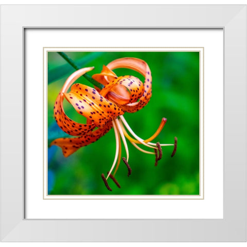 USA-Washington State-Pacific Northwest Sammamish Orange Tiger Lily close up White Modern Wood Framed Art Print with Double Matting by Gulin, Sylvia